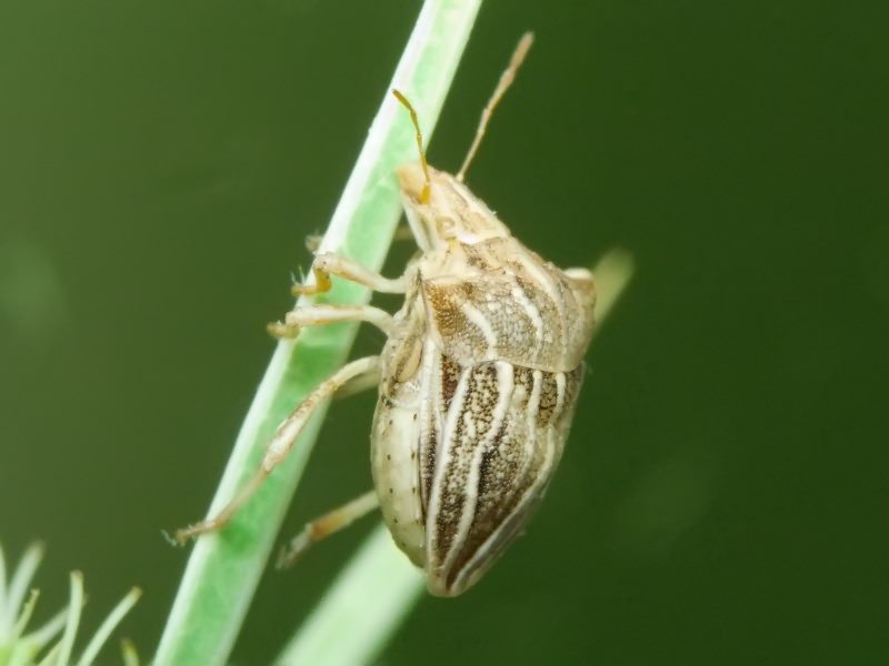 Ancyrosoma leucogrammes (Gmelin, 1790)